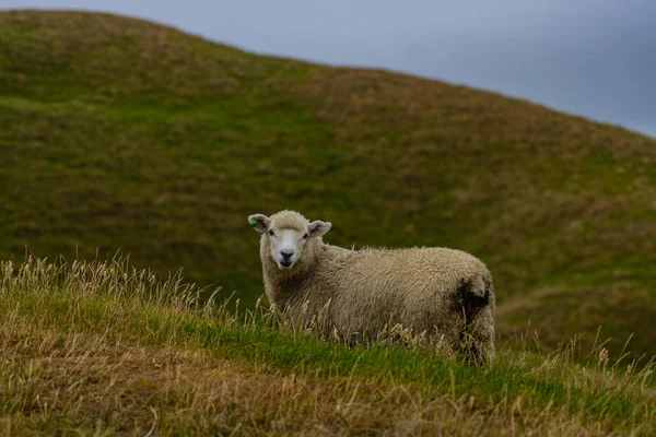 Ovelhas Campo Belo País Nova Zelândia Ovelhas Solitárias Despedida Cabo — Fotografia de Stock