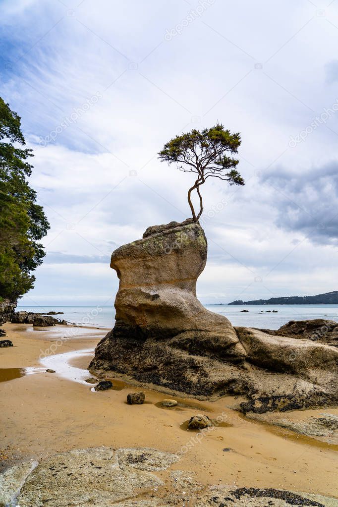 tree on a cliff in the national park of Abel Tasman, Abel Tasman coast track in the national park, amazing beach with a tree on a rock, lonely tree on the beach in New Zealand