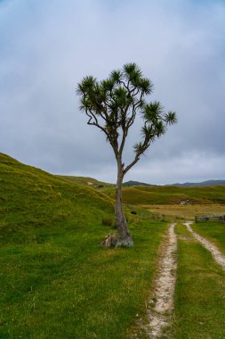 Cape Veda Tepesi 'ndeki yalnız ağaç Yeni Zelanda ağacı Cape Veda Yolunda