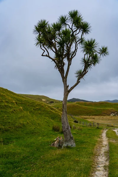 Albero Solitario Sulla Collina Addio Promontorio Albero Della Nuova Zelanda — Foto Stock