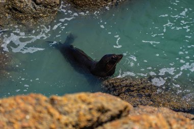 Deniz aslanı Westport Yeni Zelanda 'da küçük bir okyanus havuzunda eğleniyor, Yeni Zelanda okyanusunda inanılmaz vahşi deniz aslanı, Yeni Zelanda' da vahşi yaşam fotoğrafçılığı.