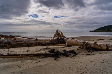 Yeni Zelanda 'da kumsalda yatan eski ağaç, sahilde ölü ağaç, sahilde okyanusun önünde ölü ağaç, arka planda bulutlar ve dalgalar, ağaçlı muhteşem bir kumsal. 