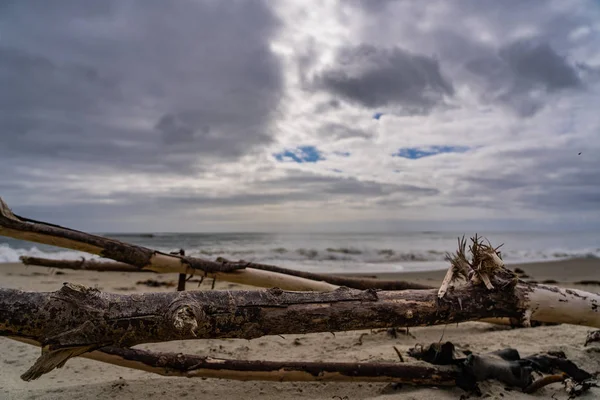 Viejo Árbol Tendido Playa Nueva Zelanda Árbol Muerto Playa Árbol — Foto de Stock