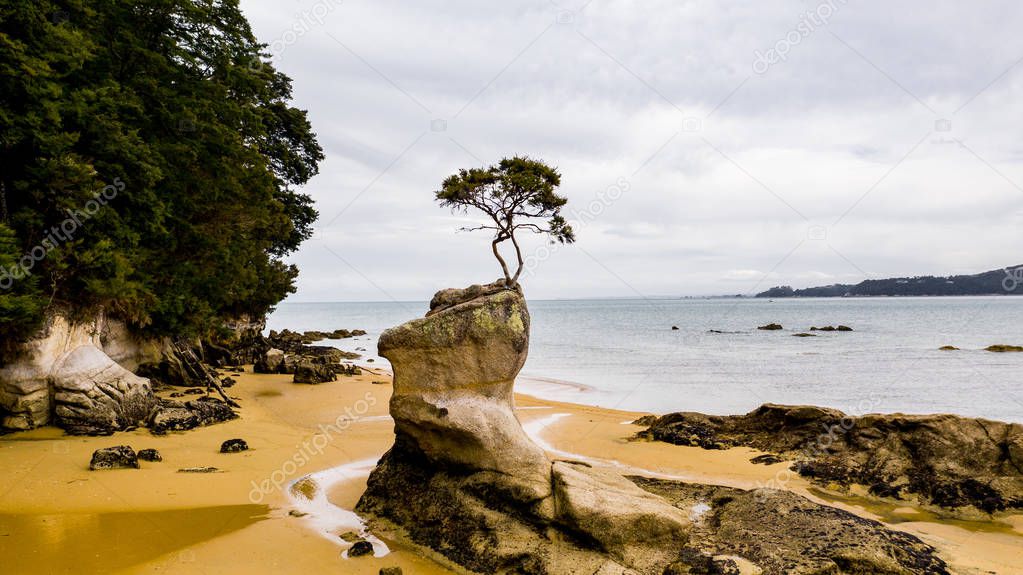 amazing tree on a rock in a beautiful bay in Abel Tasman, great nature photography, great nature background, tree on a rock