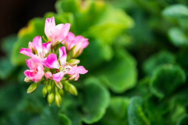 Pembe çiçekler üzerinde çiçek açan geraniems bitki