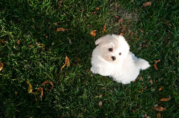Avalon bay demirli teknelerle Santa Catalina Island Kaliforniya üzerinde. 13th Ekim 2016