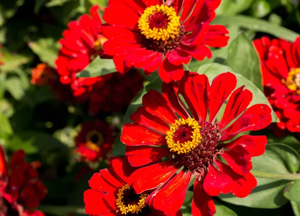 Röda Blommor Trädgården Juli — Stockfoto