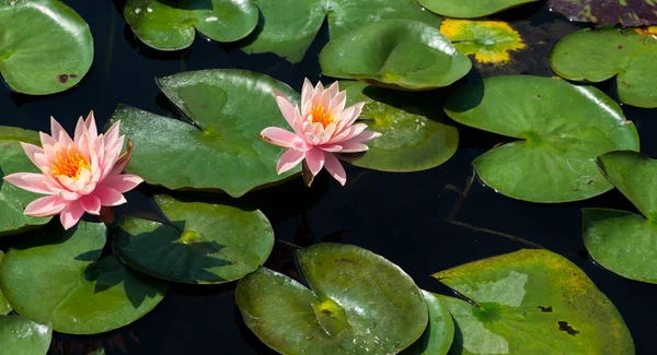 bir havuzda çiçek açan çiçekler ile renkli liliepads