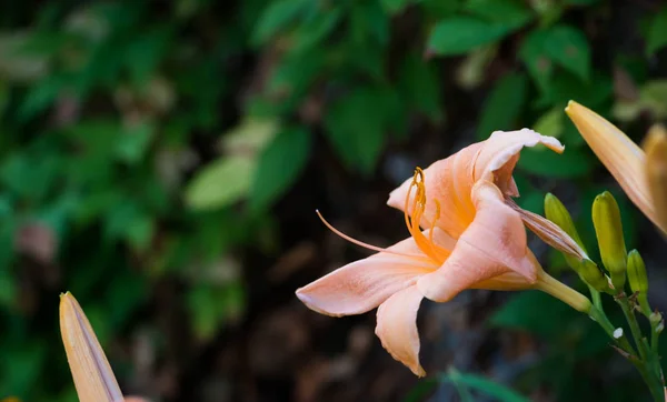 peach colored Lily in bloom in the garden