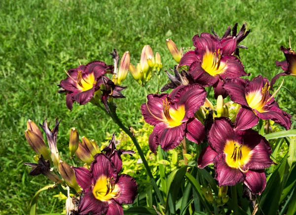 Yaz aylarında bir alanda oldukça mor ve sarı zambak