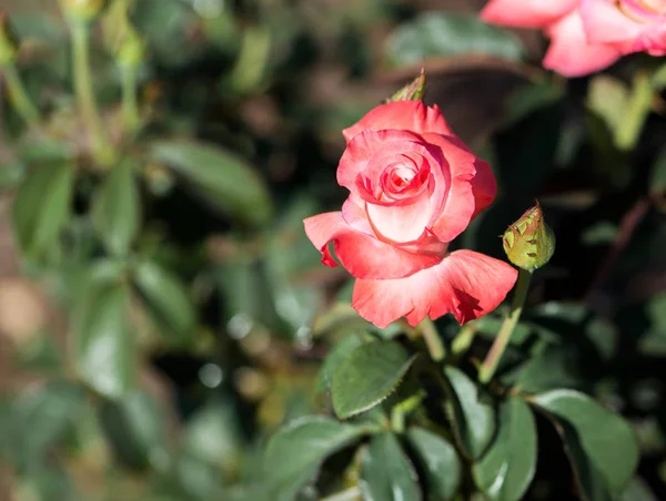 Tek şeftali bir bahçe çiçek açan gül renkli