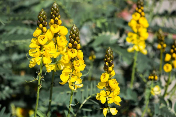 Parlak güneşli bir çiçek sarı lupins