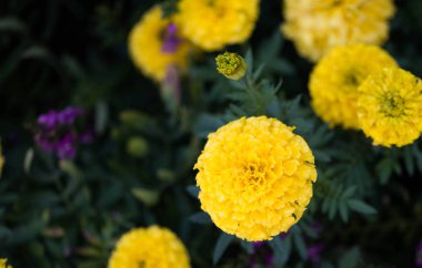 Sarı çiçek bahçesinde bulunan koyu yeşil renkli çiçek açan