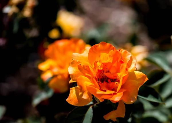 Parlak turuncu gül çiçek tek başına