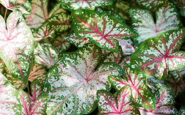 Caladium Big Colorful Leaves Growing Garden — Stock Photo, Image