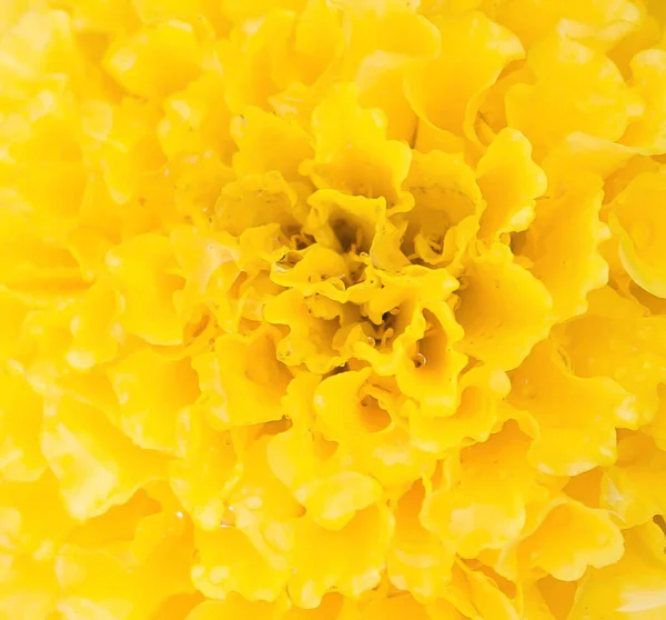 Желтый Цветок Крупным Планом Саду Фоне Стоковая Картинка