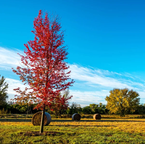 red maple tree with hay barels in a farm field