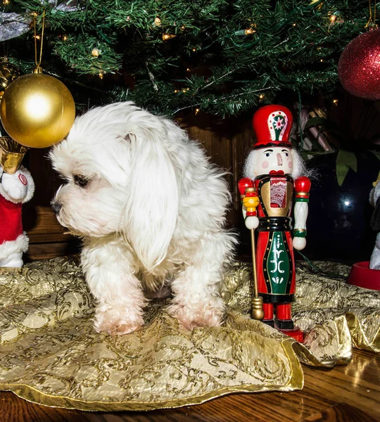 Malta köpeği bir fındıkkıran ve süsleme ile Noel ağacı altında