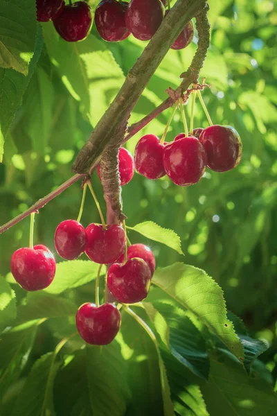 品种拉宾斯的樱桃群在他们的收获点 — 图库照片