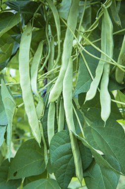 Özel öğretmenle birlikte yetiştirilen yeşil fasulye yakın plan.