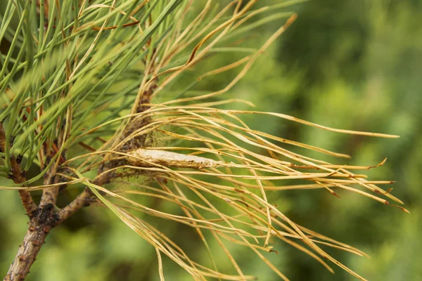 Colocación Oruga Thaumetopoea Pityocampa Pinus Pinea Leaf — Foto de Stock