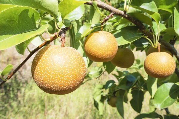 Gros Plan Fruit Nashi Son Point Récolte Photo De Stock