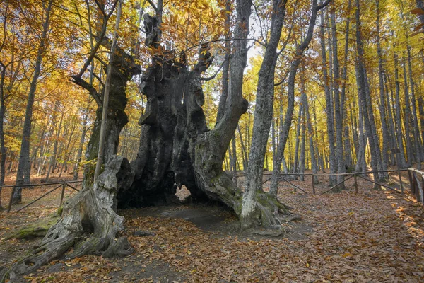 Majestueuze Voorbeelden Van Kastanje Meer Bekend Als Grootvader Kastanjeboom Van — Stockfoto