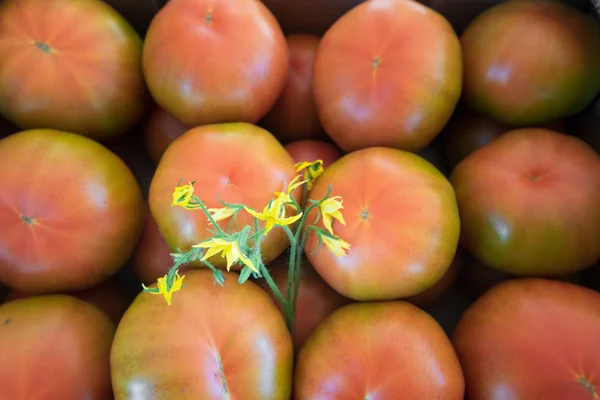 Tomates Listos Para Venta — Foto de Stock