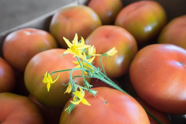 Tomates Listos Para Venta —  Fotos de Stock