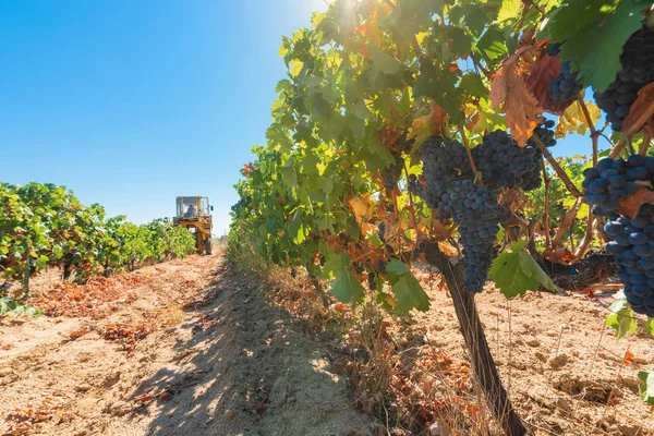 Grape Harvesting Machine Community Madrid Spain — Stock Photo, Image