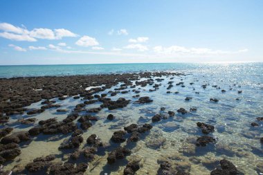 Scenic panoramic view of Stromatolites at World Heritage Area Hamelin Pool, Shark Bay, Western Australia, with blue sky and horizon as copy space. clipart