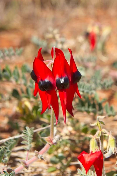 Swainsona formosa or Sturt\'s Desert Pea, flower emblem of South Australia, in natural habitat in desert outback of Australia.