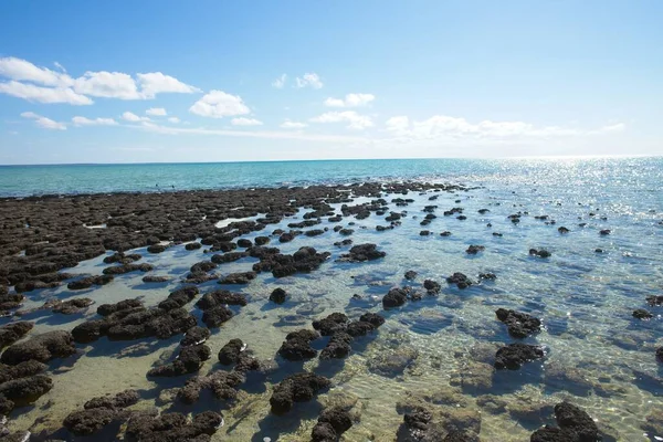 Vistas Panorámicas Panorámicas Stromatolites Área Del Patrimonio Mundial Hamelin Pool —  Fotos de Stock