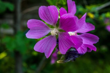 öğleden sonra bahçede mor orman ebegümeci çiçekler ve tomurcukları