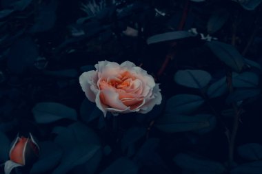 Açık pembe koyu bir arka plan üzerinde gül, bahçede ekran koruyucu