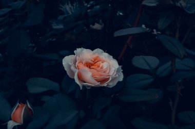 Açık pembe koyu bir arka plan üzerinde gül, bahçede ekran koruyucu