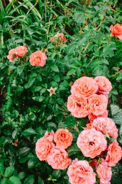 Gün boyunca bahçede kırmızı ve pembe gül