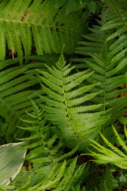 öğleden sonra bahçede yeşil arka plan köknar dalları
