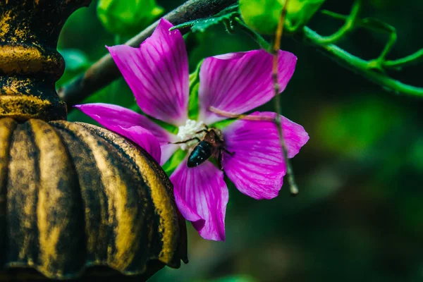 purple forest mallow flowers and buds, a bee on a flower in the garden in the afternoon