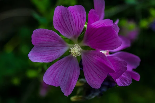 purple forest mallow flowers and buds in the garden in the afternoon
