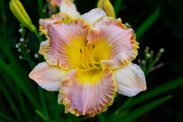 Rosa Med Gula Lilja Blommor Eftermiddags Trädgården — Stockfoto