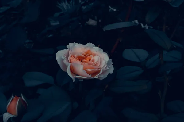 Светло Розовая Роза Темном Фоне Скринсейвер Саду — стоковое фото