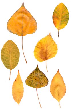 beyaz bir arka plan üzerinde sonbahar yaprakları. Sarı, kırmızı, benekli yeşil akçaağaç yaprakları, kavak, deniz dikeni.