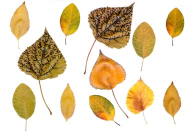 beyaz bir arka plan üzerinde sonbahar yaprakları. Sarı, kırmızı, benekli yeşil akçaağaç yaprakları, kavak, deniz dikeni.