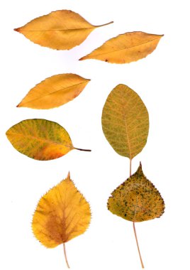 beyaz bir arka plan üzerinde sonbahar yaprakları. Sarı, kırmızı, benekli yeşil akçaağaç yaprakları, kavak, deniz dikeni.