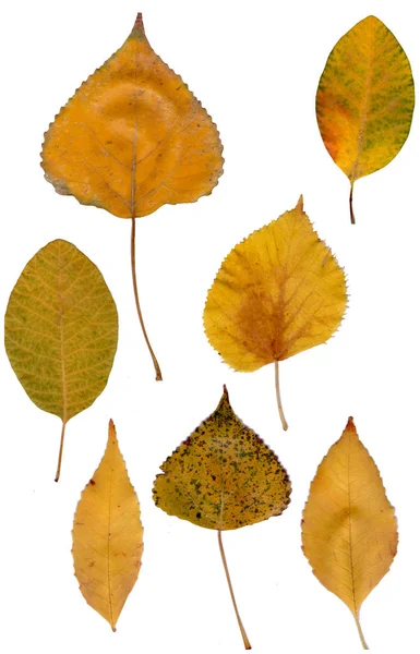 Осенние листья на белом фоне. Желтые, красные, колючие зеленые листья малины, феллара, морского колючка . — стоковое фото
