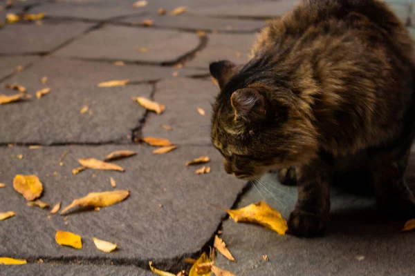 A cat sniffs autumn leaves on a stone walkway strewn with autumn yellow leaves for a walk in Autumn Park. Home pet. Cat and autumn. Siberian cat. — ストック写真