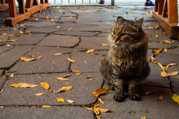 O gato se senta em uma passarela de pedra espalhada com folhas amarelas de outono para um passeio no Parque de Outono. Animal de estimação. Gato e outono. Gato siberiano . — Fotografia de Stock