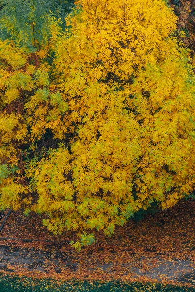 Ιαπωνικό σφενδάμι το φθινόπωρο με έντονα κίτρινα, κόκκινα, γκρι και πράσινα φύλλα στο πάρκο — Φωτογραφία Αρχείου