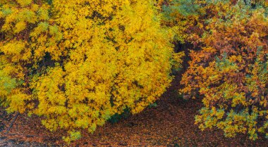 Japon akçaağacı sonbaharda Parkta parlak sarı, kırmızı, gri ve yeşil yapraklarla